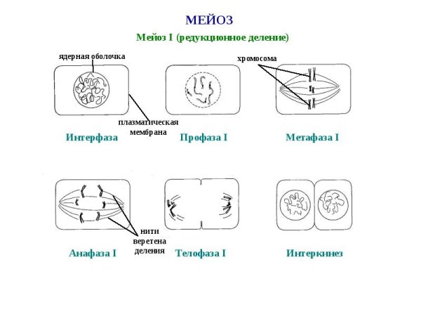 Фазы мейоза интерфаза 2