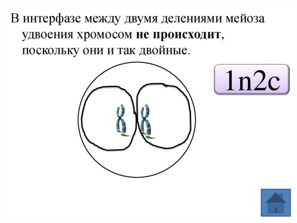 Мейоз интерфаза 1 и 2 деление
