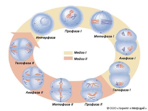 Мейоз 2 деление интерфаза