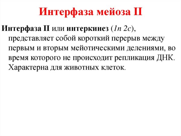 Жизненный цикл клетки митоз схема