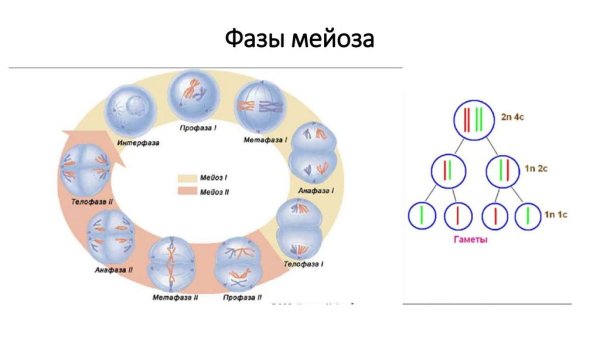 Интерфаза мейоза 1 и 2