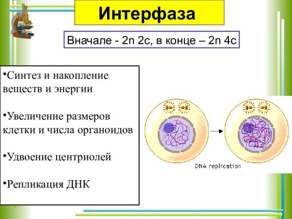 Мейоз интерфаза профаза метафаза анафаза телофаза таблица
