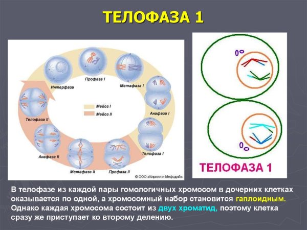 Телофаза 2 деления мейоза