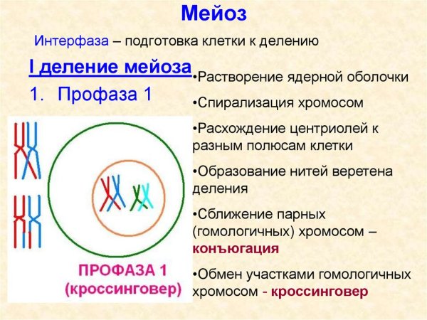 Интерфаза мейоза 1