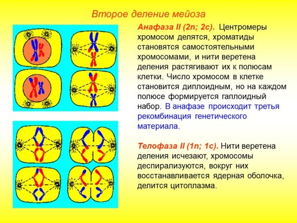 Мейоз стадии строение