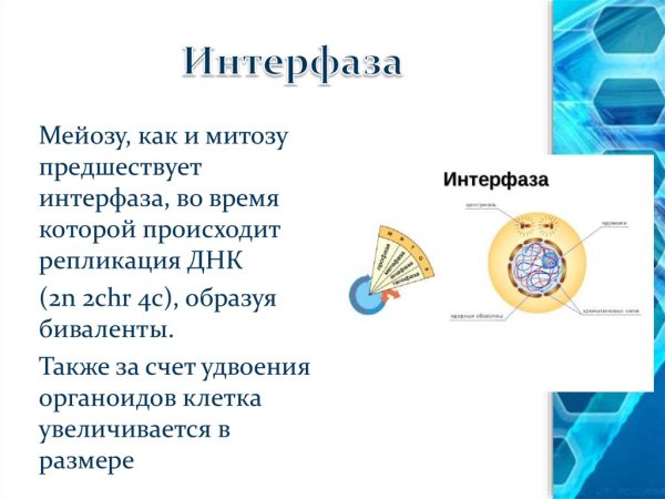 Биология 9 класс митоз и мейоз