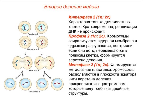 Митоз мейоз анафаза телофаза