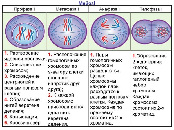 Профаза митоза набор