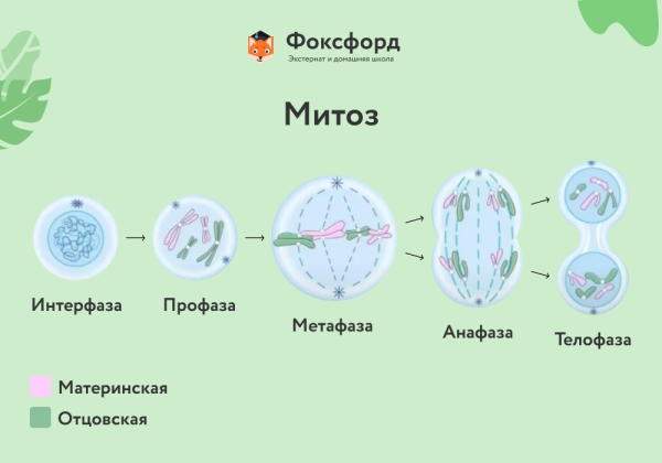 Первое деление мейоза