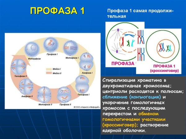 Митоз профаза метафаза