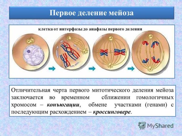 Стадии мейоза профаза 1 краткое описание.