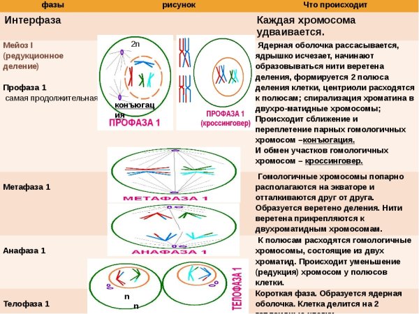 Стадии деления мейоза таблица