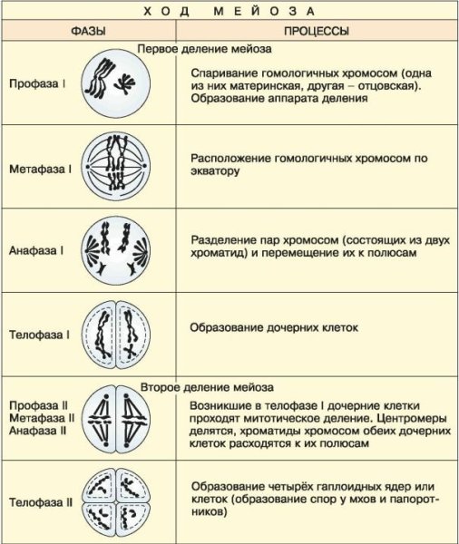 Строение клетки митоз