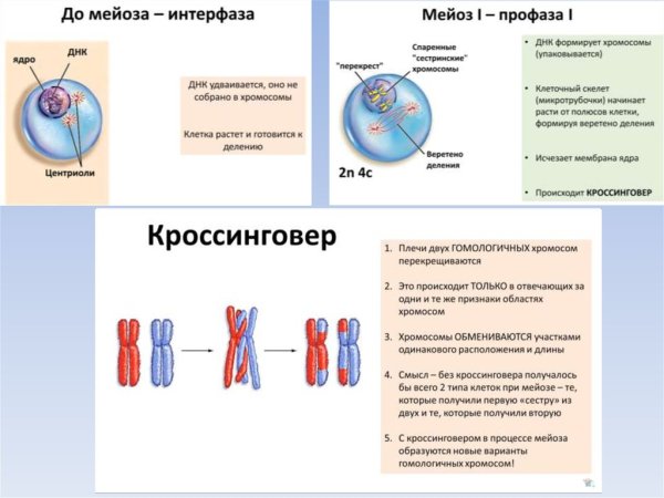 Фазы мейоза 1 и 2 таблица
