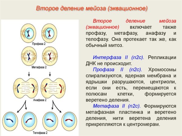 Профаза 2 деления мейоза