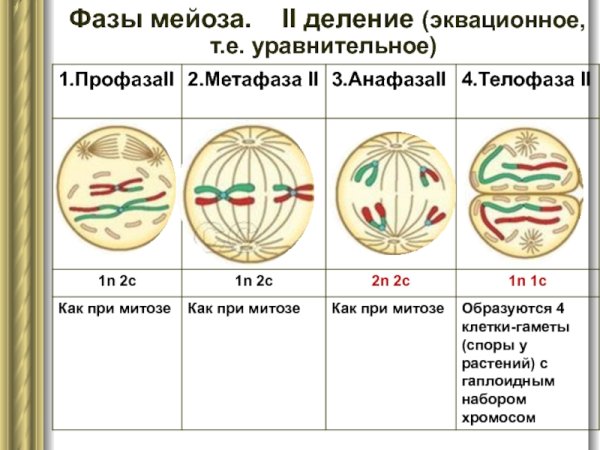Мейоз интерфаза 2 схема
