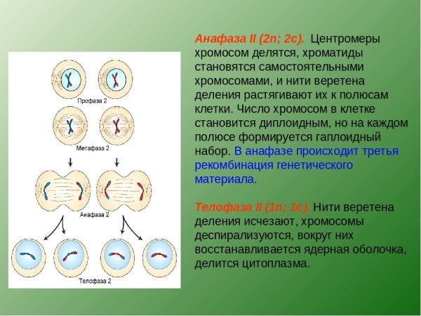 Фазы митоза анафаза метафаза профаза