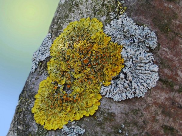 Накипные лишайники