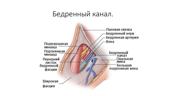 Топография бедренного канала