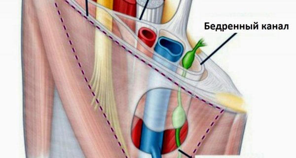 Canalis femoralis стенки