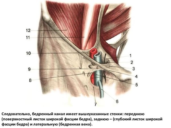 Бедренный канал топография анатомия