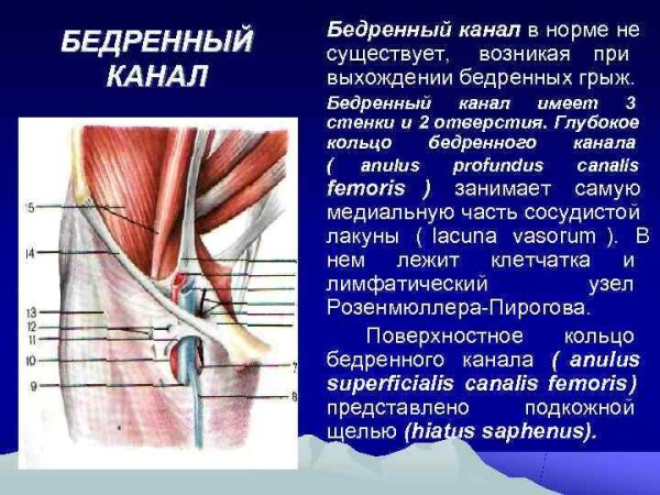 Подкожная щель бедренного канала