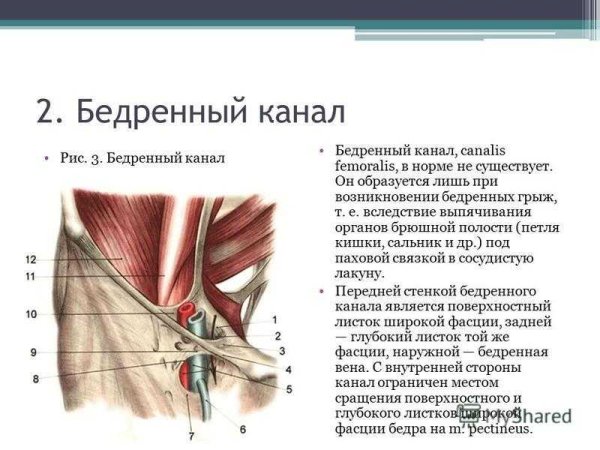 Глубокое кольцо бедренного канала спереди ограничено
