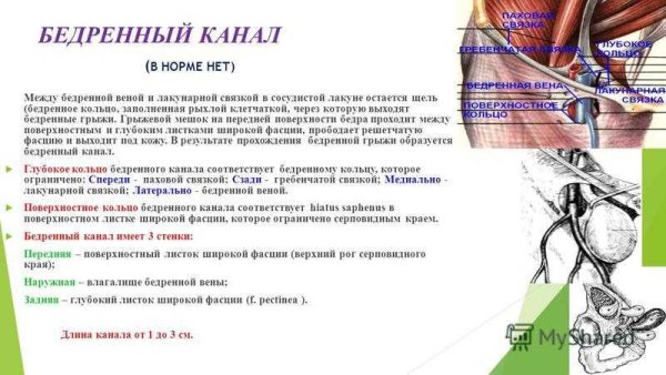 Топография бедренного канала схема