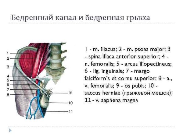 Бедренный канал топографическая анатомия