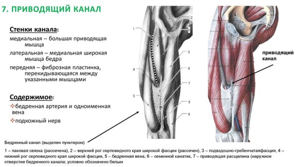 Приводящий канал (Canalis adductorius)