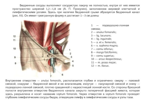 Связка Купера и паховая связка