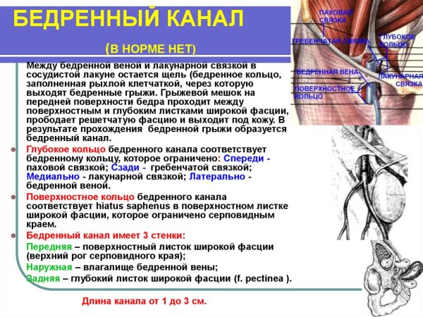 Топография бедренного канала