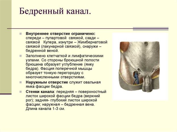Бедренный канал анатомия стенки