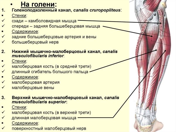 Мышцы нижней конечности анатомия строение