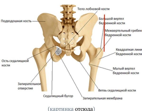 Скелет человека тазобедренный отдел сзади