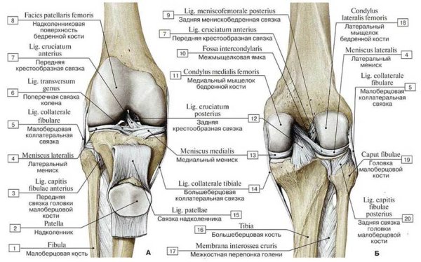 Коленный сустав анатомия человека связки сбоку