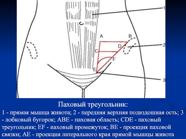 Паховый треугольник топография