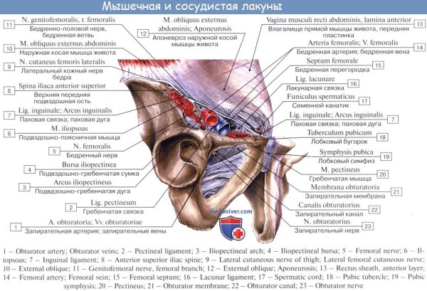 Сосудистая и мышечная лакуны топография