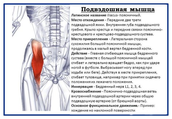 Подвздошно поясничная мышца поясницы функции