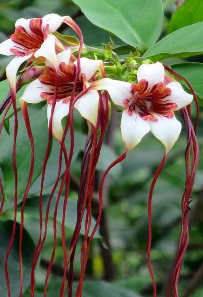 Строфант комбе Strophanthus kombe
