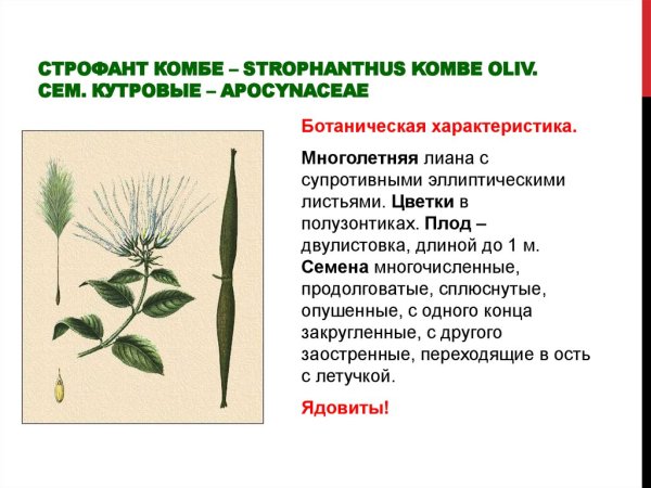 Строфант комбе семена