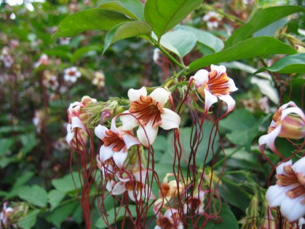 Строфант комбе Strophanthus kombe