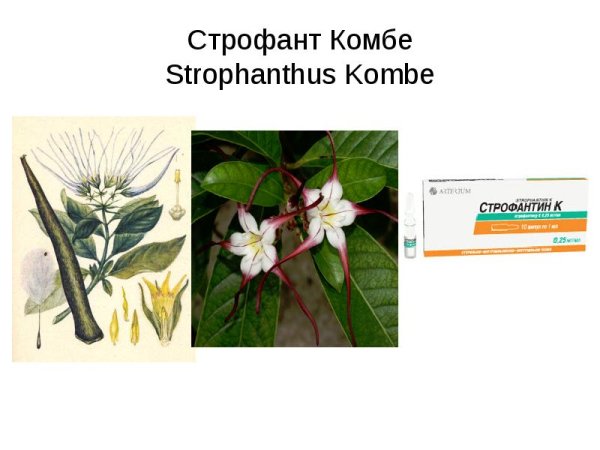 Строфант комбе ареал