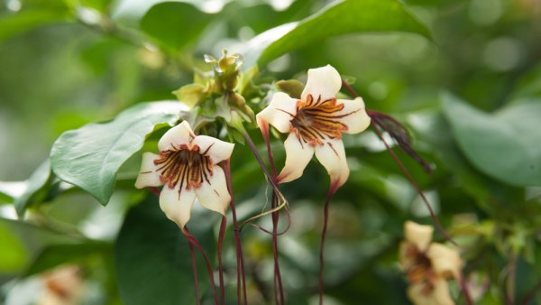 Строфант комбе Strophanthus kombe