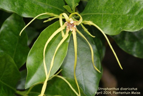 Strophanthus divaricatus