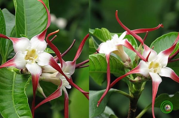 Строфант комбе