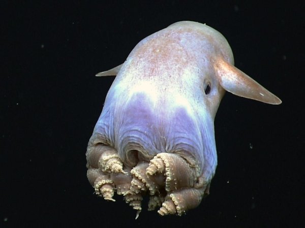 Осьминог Гримпотевтис