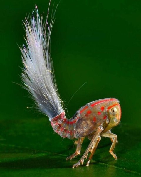 Фулгороида (Fulgoroidea)