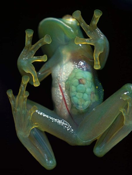Стеклянная лягушка (Glass Frog)
