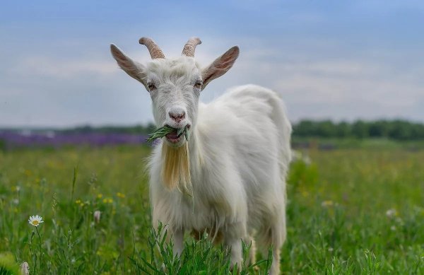 Коза домашняя